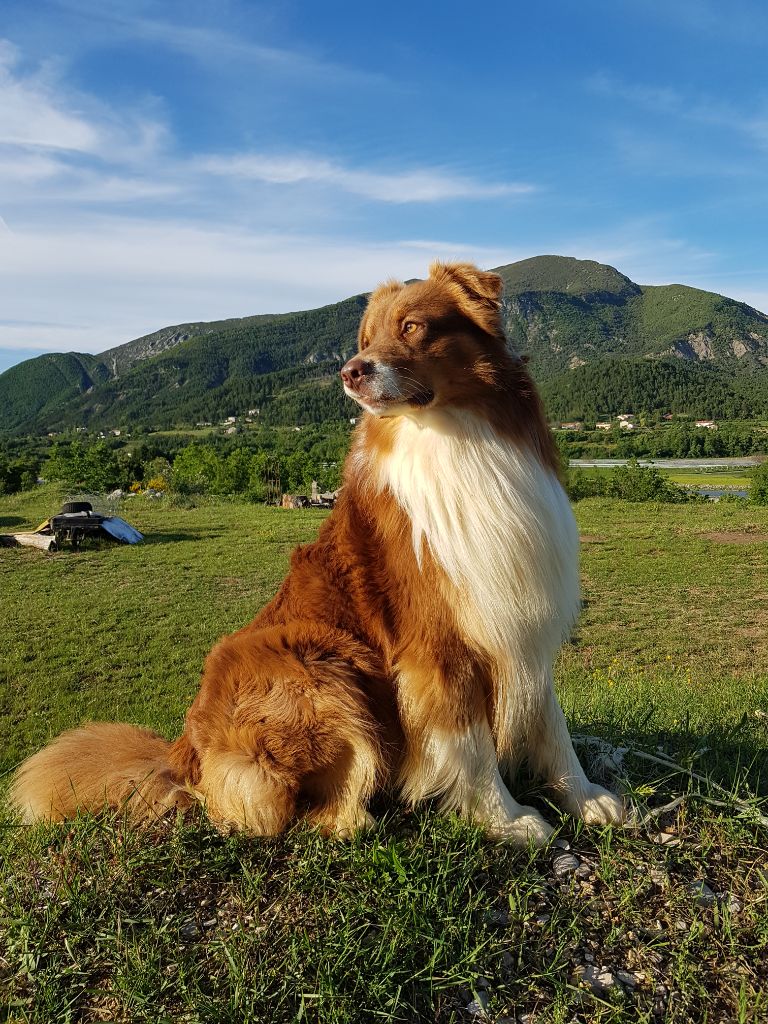 Odin Freedom Of Shepherd